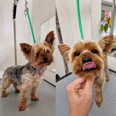 SPA DLA PSA Ola Majda